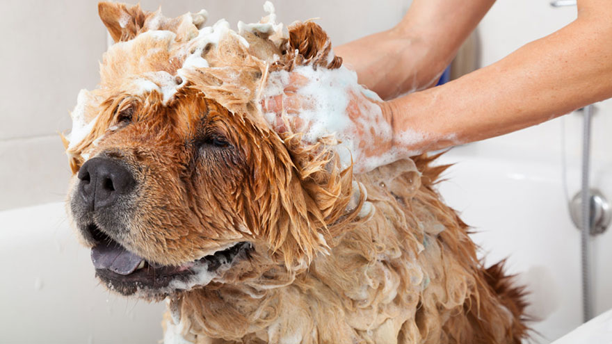 Wash an Itchy Dog