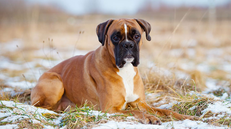 Causes of Gas in Boxer Dogs