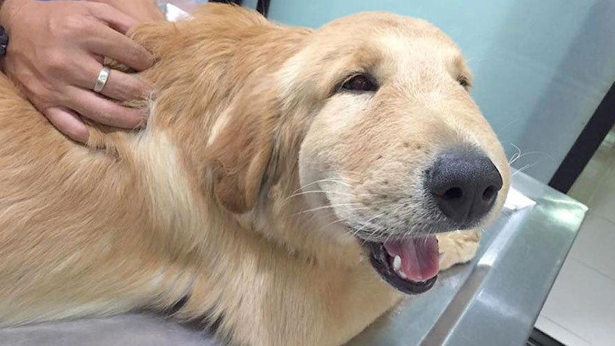 Dog's Allergic Reaction to Flea & Tick Treatment