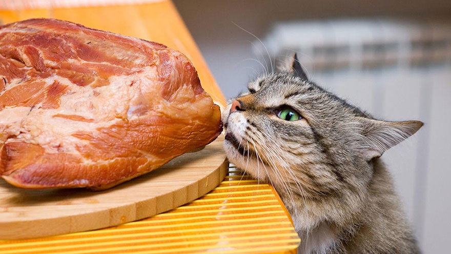 Foods that Cats can Eat