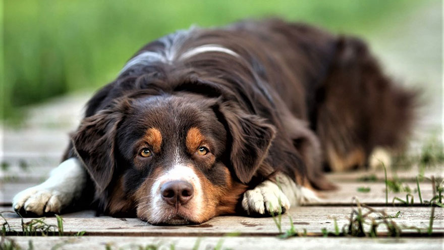 Liver Damage in Dogs