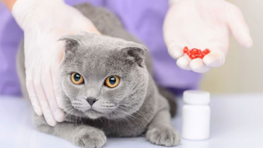OTC Medications to the Pet Cat
