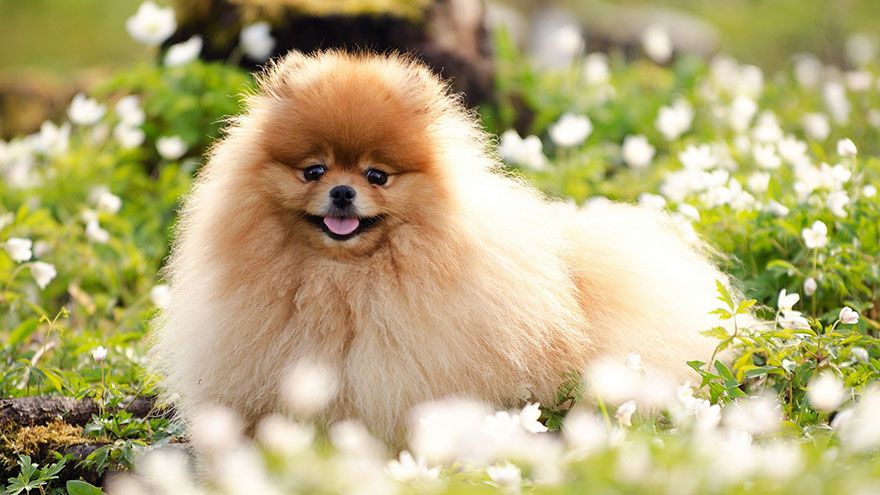 Pomeranian Dog Health Problems