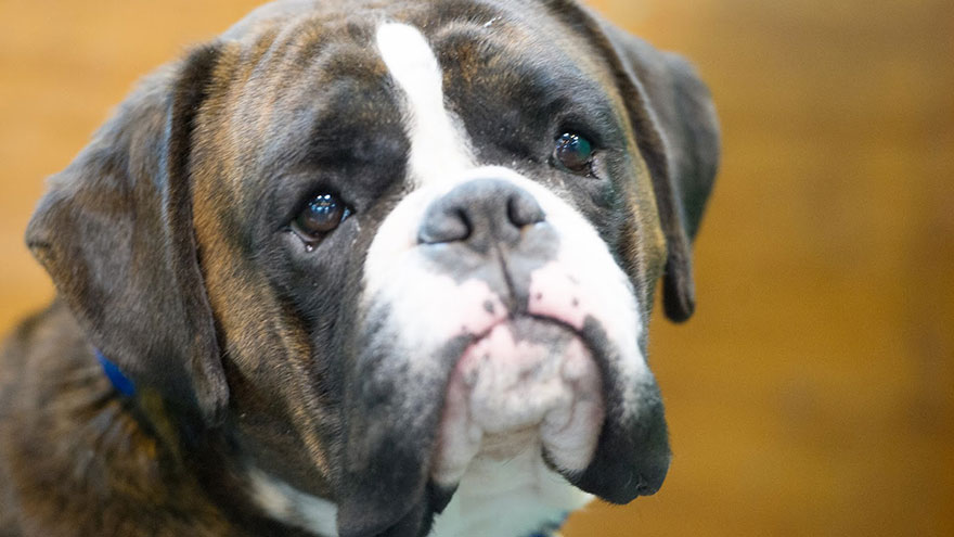 Why Does My Boxer's Nose Peel