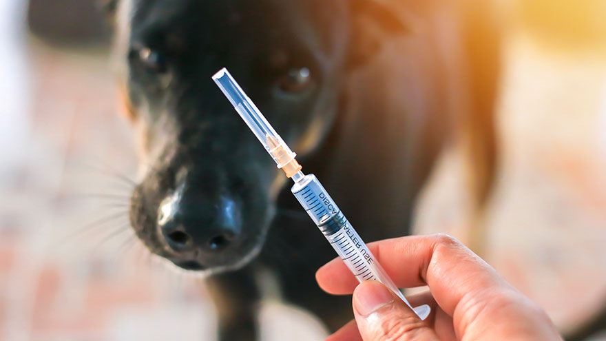 Atropine Sulfate in Dogs