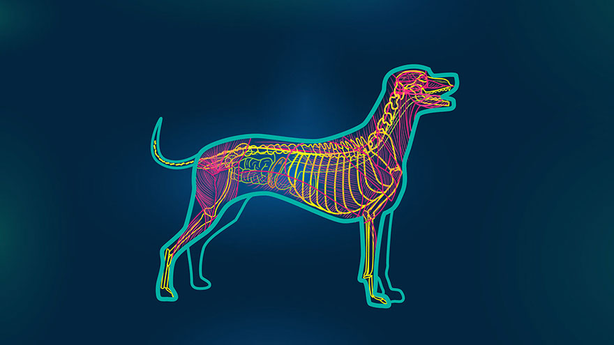 Canine Pericardial