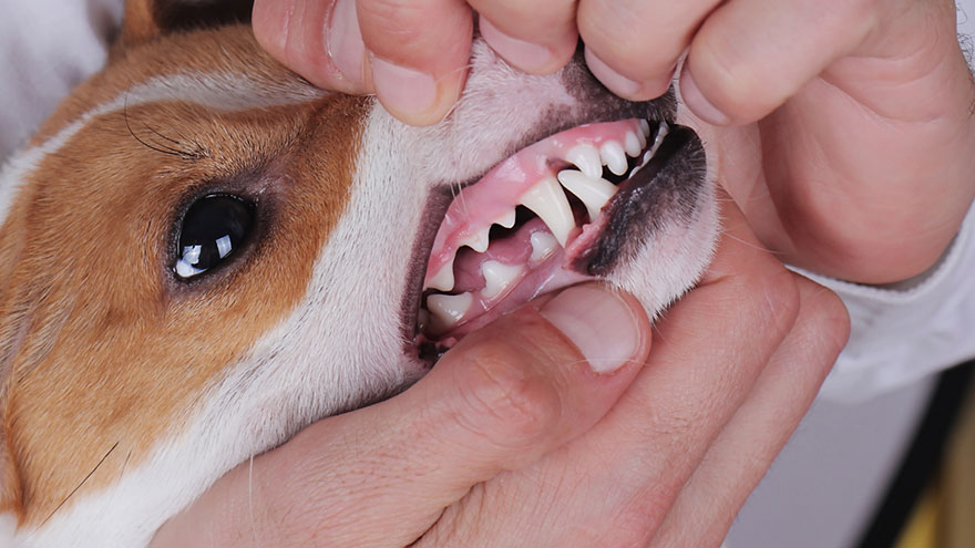 Dog Mouth Disease