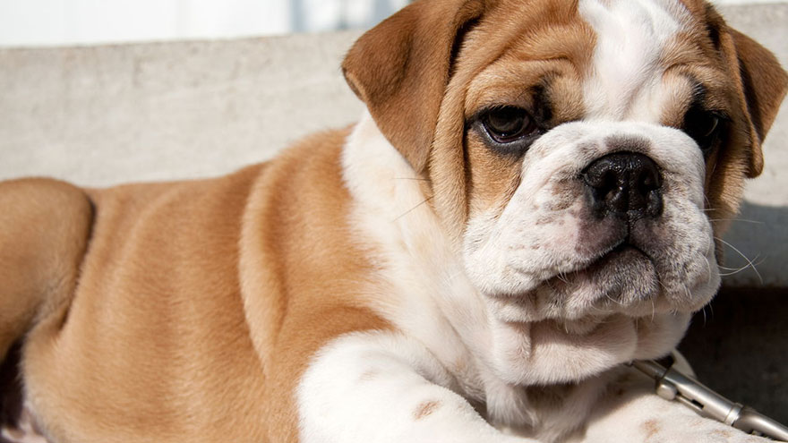 English Bulldog Medication