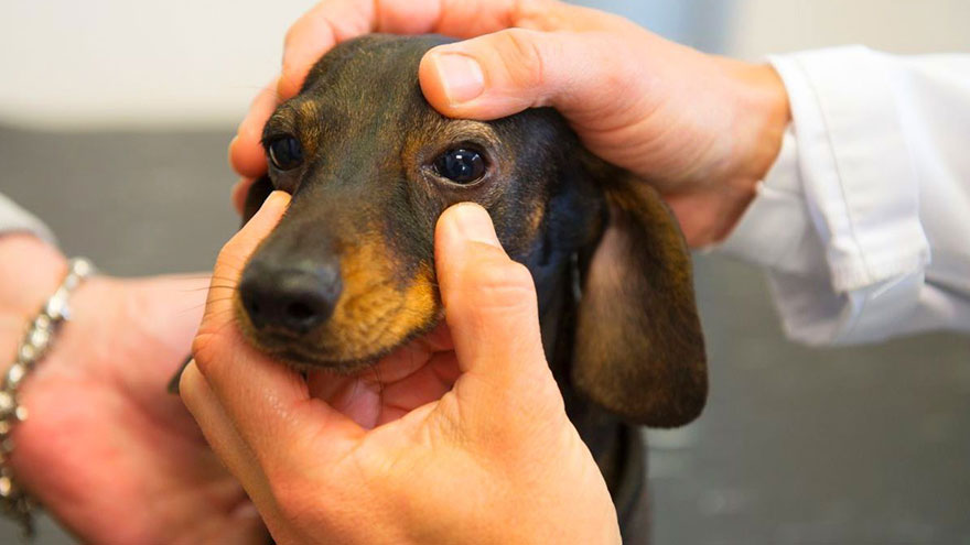 Eye Problems in Dachshunds