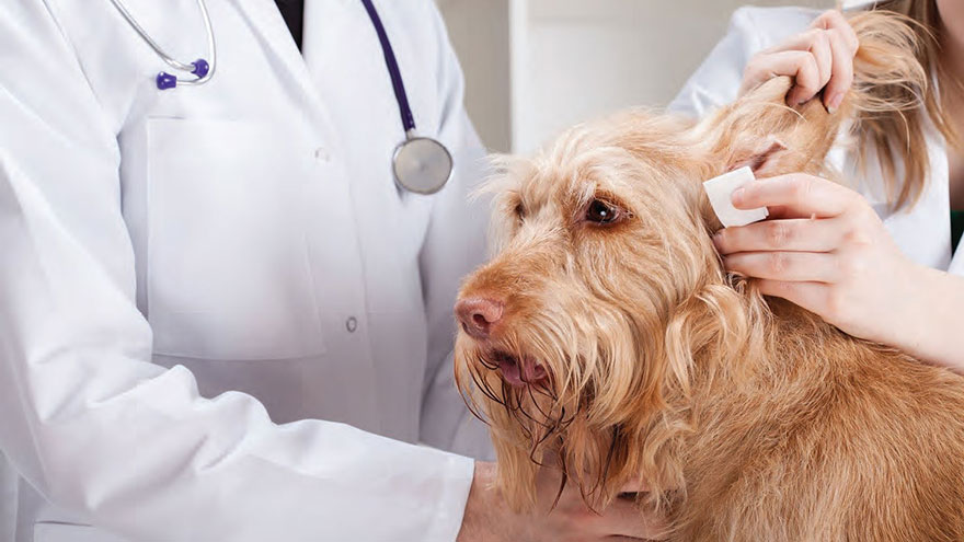 Hearing Loss in Dogs