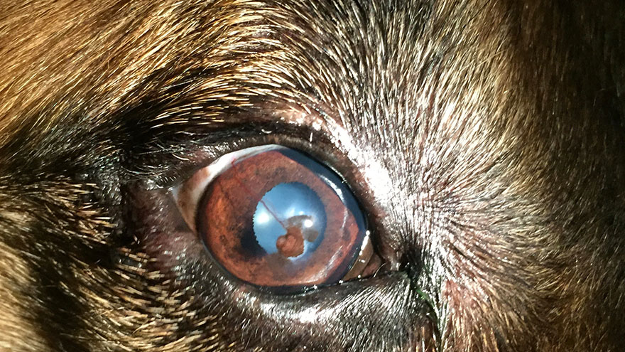 Retinoblastoma in Dogs