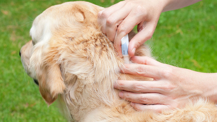 Tick Treatments