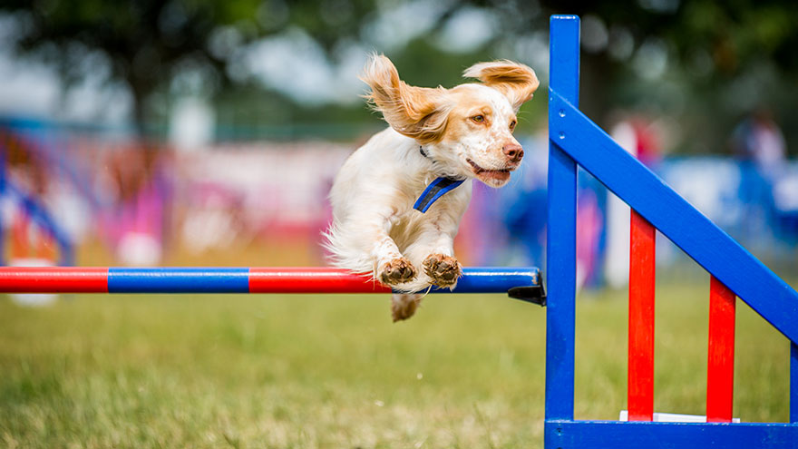 Agility Training With Dot Drills