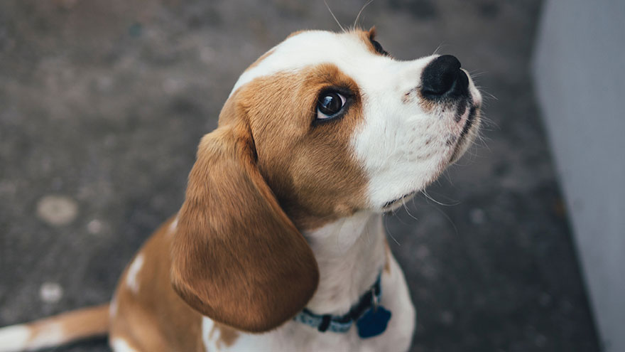 Beagle's Ear Infection