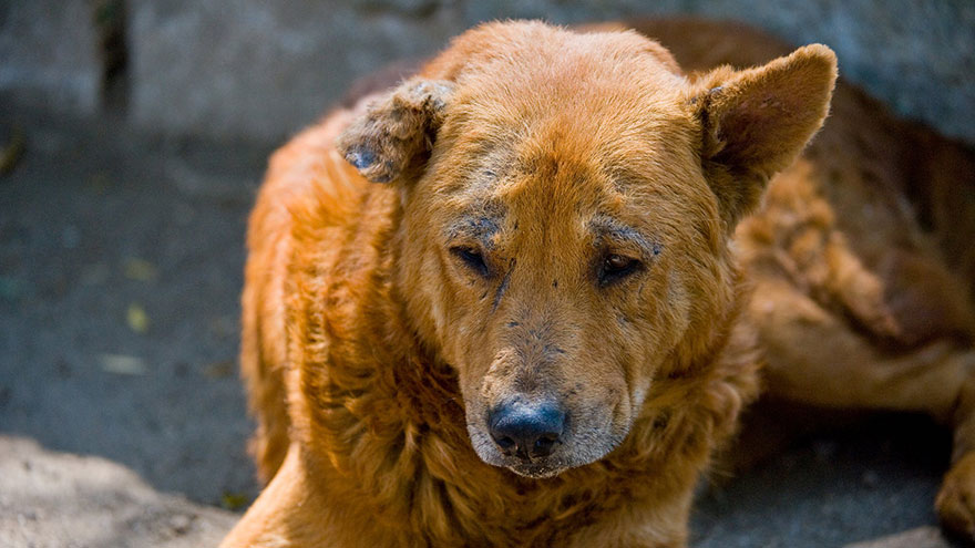 Demodex Mange in Dogs