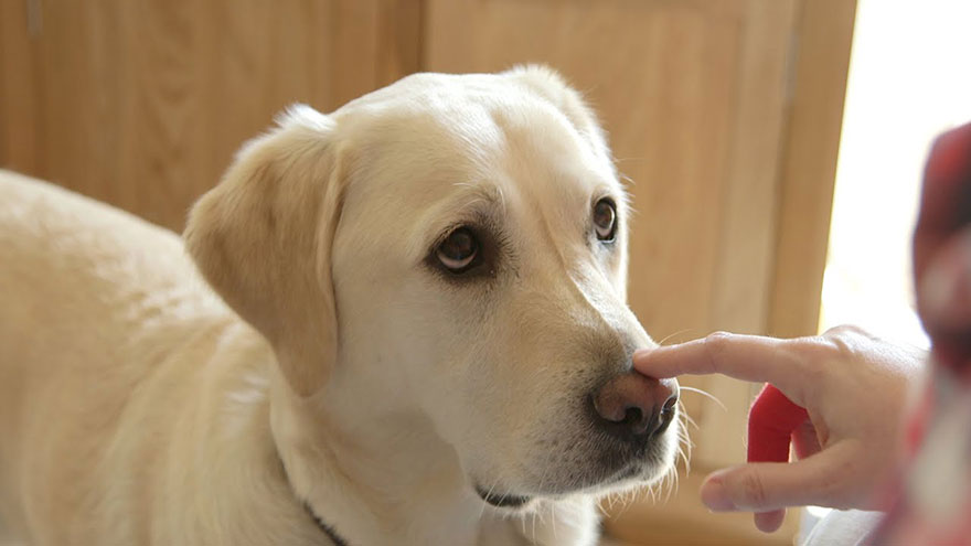 Diabetic Dogs & Glucometers