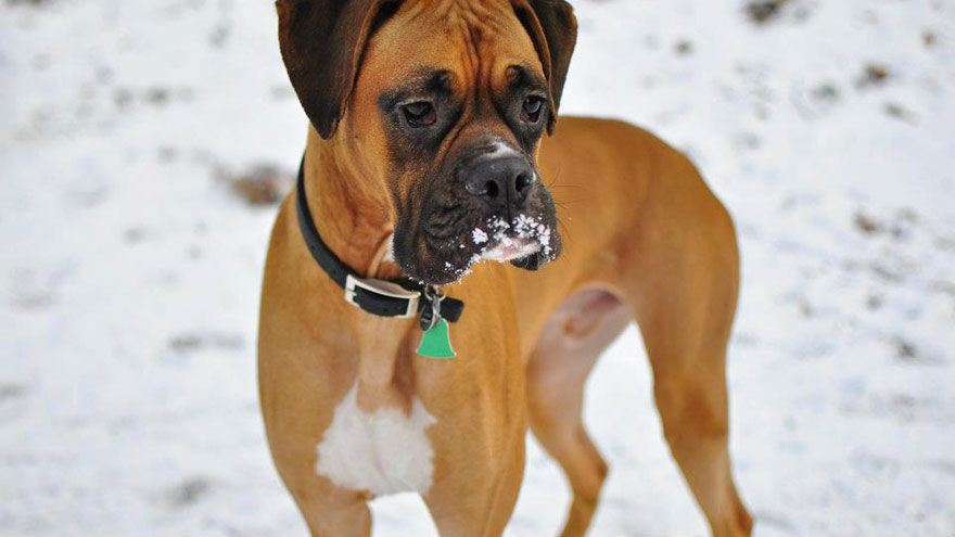Digestive Disorders in Boxer Dogs