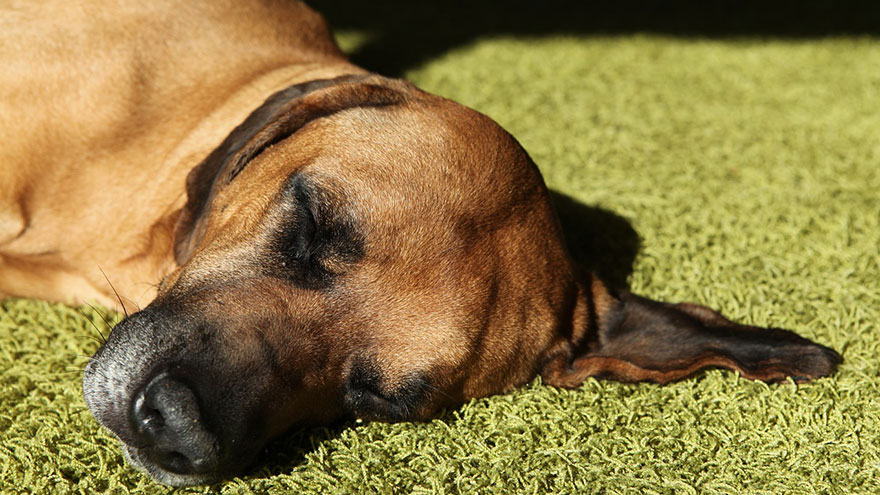 Dog Vomiting Blood