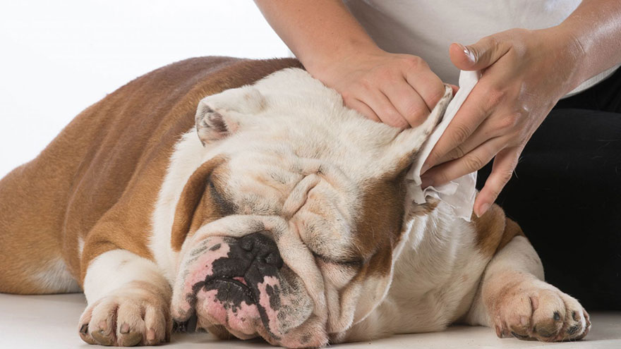 Ear Infection in English Bulldogs