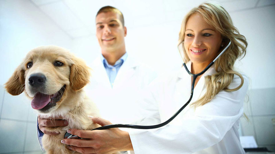Entropion Surgery for Dogs