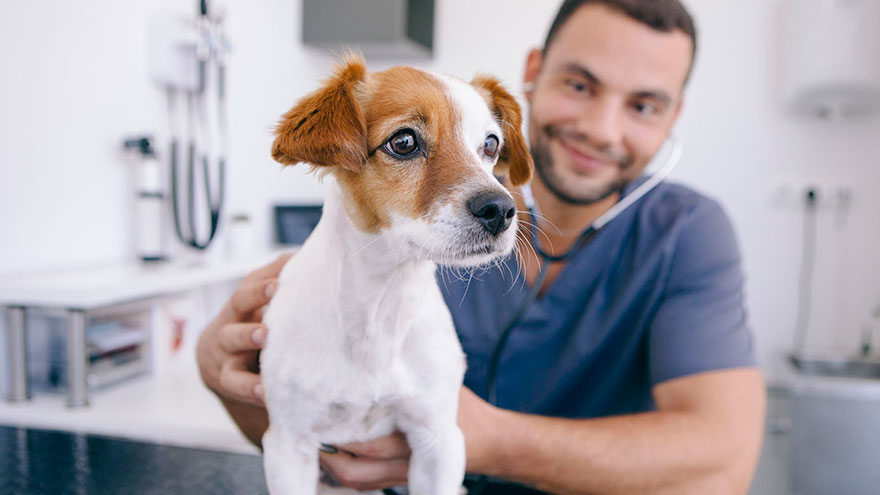 Grain Mites in Dogs