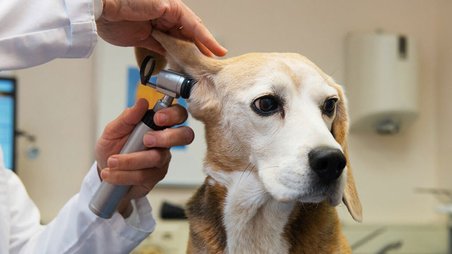 Lymphoplasmacytic Rhinitis in Dogs