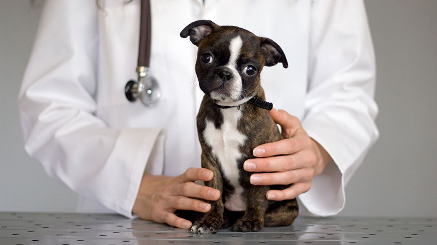 Normal Glucose Levels for Dogs