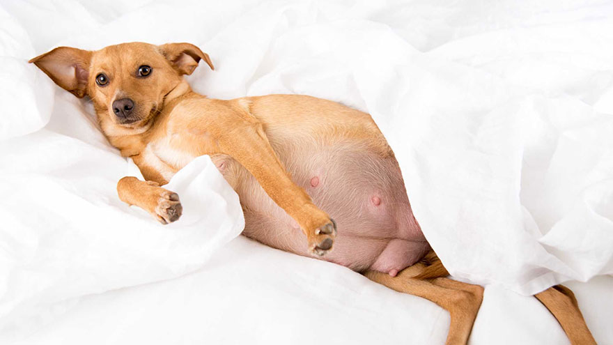 Period of Pregnancy in Dogs