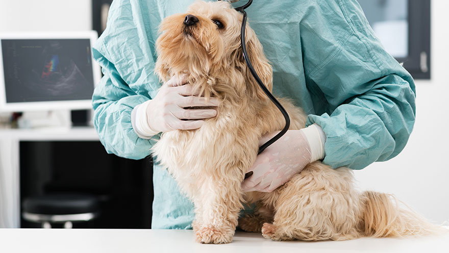 Ringworm on a Dog's Belly