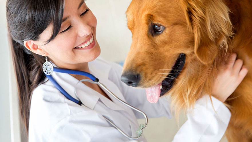 Roundworms in Dogs
