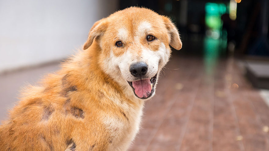 Sarcoptic Mange in Dogs