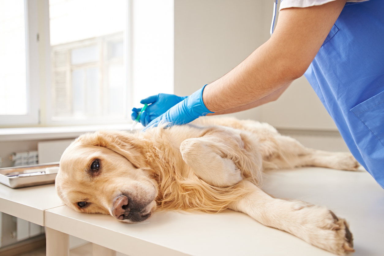 Scabies on a Dog