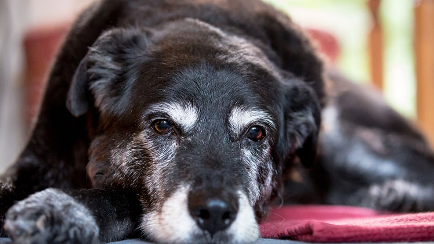Signs of Old Age in Dogs