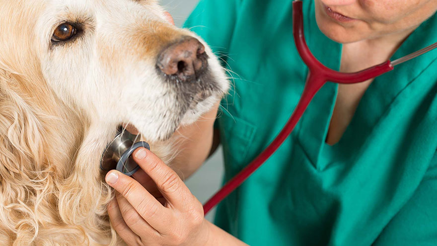 Thyroid Problems in Dogs