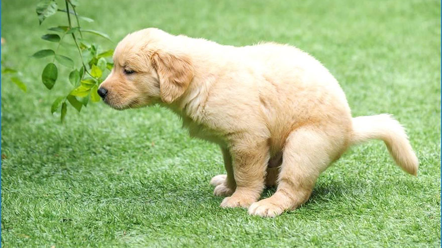 Worms in Dog Stool