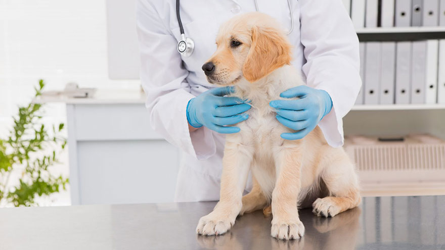 Intermittent Diarrhea in Dogs