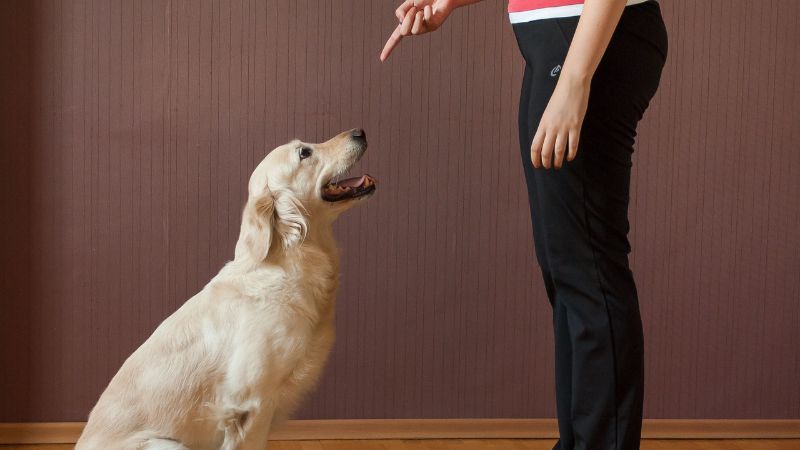 How To Train Your Golden Retriever To Sit