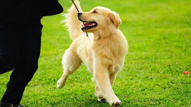 Tips for Training a Golden Retriever