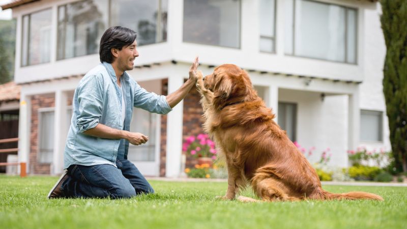 How to Train a Golden Retriever [Puppy or Adult]
